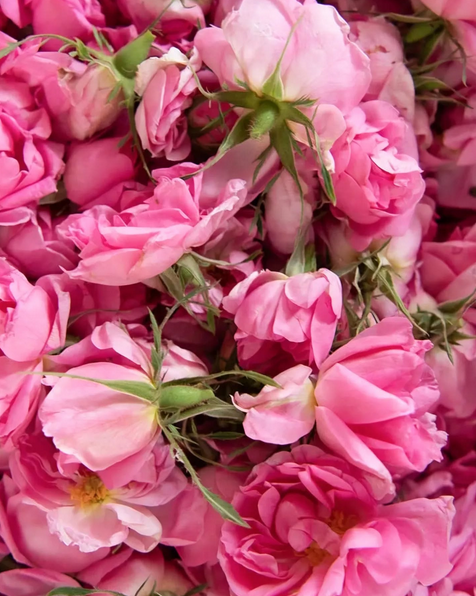 Taifi Rose - Fragrance Oil